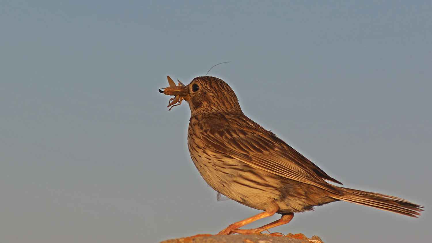 Corn Bunting